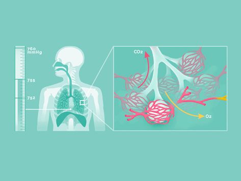 Science Animation, Breathing Animation, Medical Animation, Science Infographics, Human Body Projects, Medical Videos, Medical Student Study, Biology Art, Wallpapers Iphone