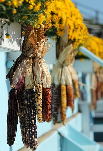 Autumn ~ Decor Corn Stalk Decor, Autumn Farmhouse, Corn Stalks, Dried Corn, Indian Corn, Fall Front Porch Decor, Autumn Decorating, Fall Front Porch, Autumn Nature