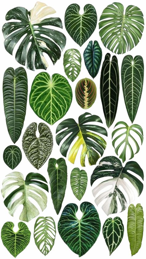 Plant Sketches, Money Wallpaper Iphone, Green Magic, Blue Wallpaper Iphone, House Plants Indoor, Monstera Leaf, Tropical Leaves, Blue Wallpapers, Tropical Plants