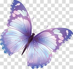 Butterfly Information, Orange And Black Butterfly, Butterfly Black And White, Butterfly Outline, Teal Butterfly, Butterfly Png, Butterfly Background, Butterfly Images, Butterfly Illustration