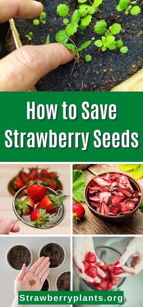 Replanting Strawberries, Starting Strawberries From Seed, Strawberry Seeds Planting, Growing Strawberries From Seed, Strawberry Seeds, How To Start Strawberries From Seeds, Growing Strawberries From Scraps, Grow Strawberries From Scraps, Strawberry Seeds Grow