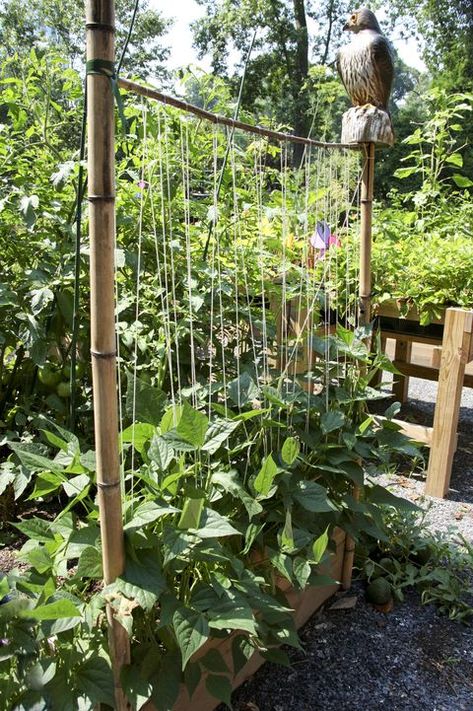 Bean Trellis in a Garden Bean Trellis Ideas, Pole Bean Trellis, Green Bean Trellis, Bean Trellis, Trellis Ideas, Box Garden, Early Spring Flowers, Bamboo Trellis, Pole Beans