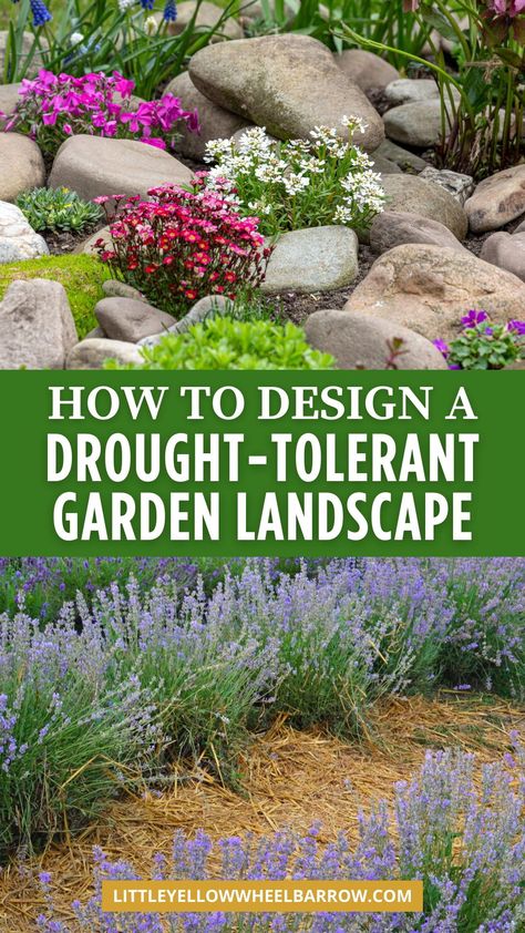 With the right planning, you can transform your garden outdoor space into a stunning, water-saving oasis that thrives with minimal upkeep—all without sacrificing curb appeal. Here is exactly how to design a garden that is drought-tolerant. If you’re a beginner, and have no idea to where to start our guide on how to design a drought-tolerant landscape is the perfect place to start. Drought-tolerant landscaping goes beyond saving water—it’s also low-maintenance, eco-friendly. Dry Garden Design, Landscape Step By Step, Garden Design Ideas On A Budget, Design A Garden, Drought Resistant Landscaping, Sage Plant, Drought Tolerant Garden, Saving Water, Drought Tolerant Landscape