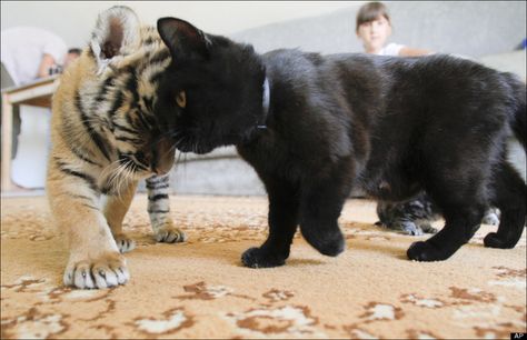 This cat headbutting his tiger bestie. | Community Post: 44 Of The Most Important Black Cats In Black Cat History Baby Tigers, Shar Pei Dog, Siberian Tiger, Tiger Cub, Shar Pei, Domestic Cat, Cat Playing, Sochi, Baby Dogs