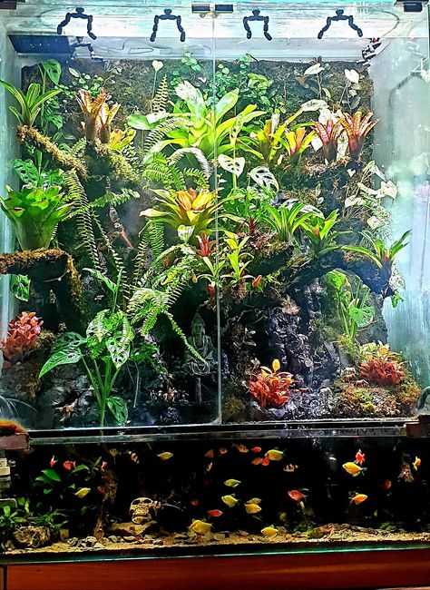 Green Tree Frog Terrarium, Frog Enclosure, Tree Frog Terrarium, Tropical Terrariums, Frog Terrarium, Frog Tank, Green Tree Frog, Indoor Water Garden, Terrarium Ideas