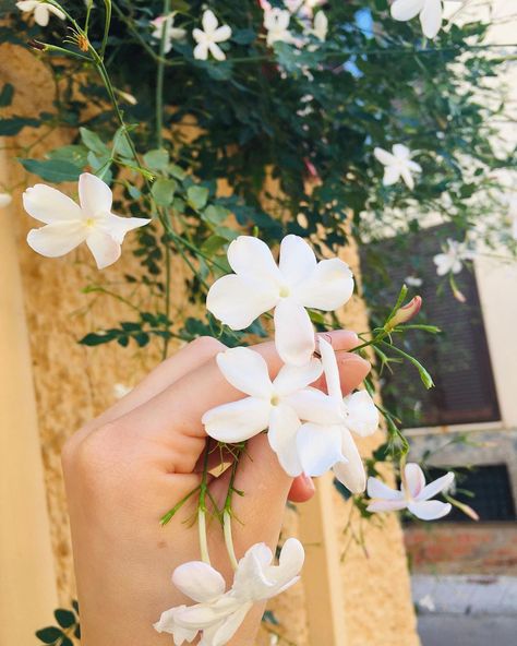 Bizelis Artesania on Instagram: “Jazmínes naturales de hojas blancas por las calles de Málaga! 💃🏻 🍃 Nos encantan, y a vosotros?” Love Quotes Photos, Jasmine Flower, Instagram Photo Ideas Posts, Beautiful Flowers Pictures, Aesthetic Images, Exotic Flowers, Flower Pictures, Photo Ideas, Beautiful Flowers