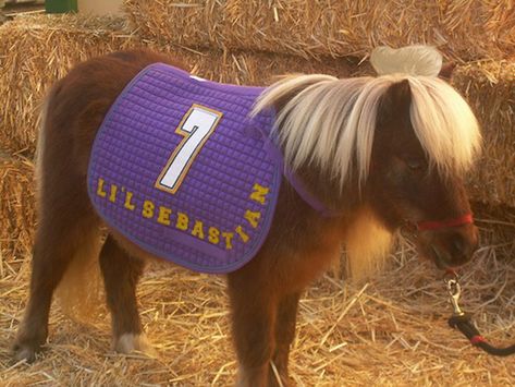 Li’l Sebastian | If The Cast Of "Parks And Recreation" Had Man Buns Jean Ralphio Saperstein, Parcs And Rec, Jean Ralphio, Tom Haverford, Man Buns, Lil Sebastian, Nick Offerman, Laugh Track, Arrested Development