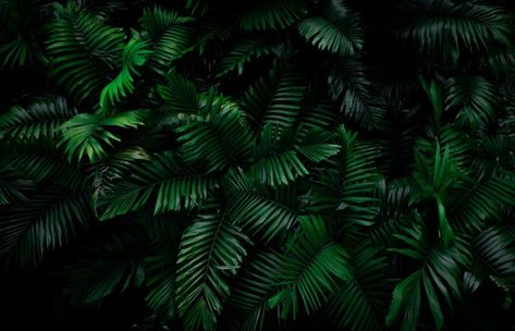 Fern leaves on dark background in jungle... | Premium Photo #Freepik #photo #background #tree #leaf #nature Background Tree, Black Texture Background, Green Leaf Wallpaper, Jungle Tree, Green Leaf Background, Plant Background, Dark Green Aesthetic, Fern Leaves, Jungle Wallpaper