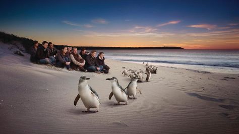 Penguin Parade, Batemans Bay, Australia Tourism, Phillip Island, Australia Vacation, River Life, Australian Wildlife, Island Tour, Adventure Tours