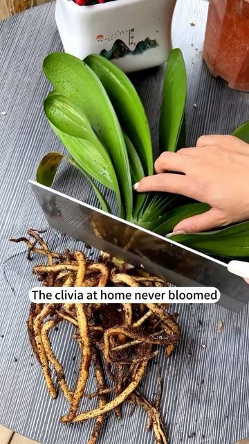 Clivia Plant, Orchids In Water, Plant Hacks, Growing Orchids, Orchid Care, Creative Gardening, Agaves, House Plant Care, Medicinal Plants