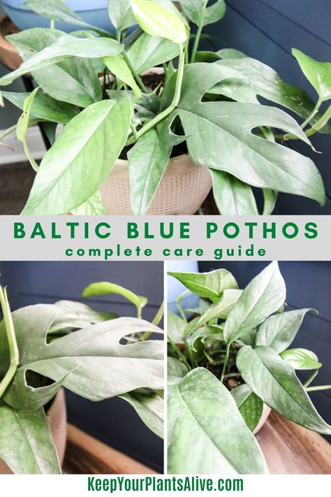 Glacier Pothos, Baltic Blue Pothos, Pothos Types, Blue Pothos, Cebu Blue Pothos, Pothos Varieties, Pothos In Water, Plant Advice, Pothos Care