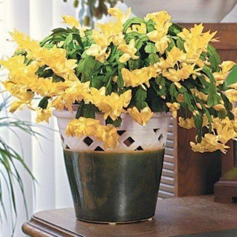 Indoor Tree Plants, Indoor Cactus Plants, How To Grow Cactus, Yellow Cactus, Cactus House, Christmas Yellow, Christmas Cactus Care, Cactus House Plants, Christmas Cactus Plant