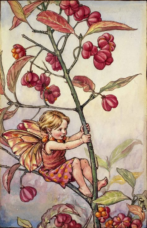 Mary Cicely Barker, Fairy Autumn, Cecily Mary Barker, The Flower Fairies, Flower Fairies Books, Hawthorn Berries, Crab Apples, Believe In Fairies, Fairy Images