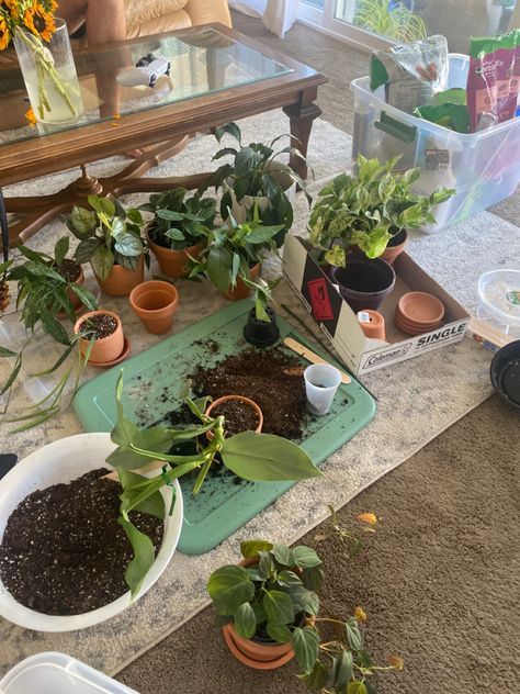 Taking Care Of Plants Aesthetic, Plant Care Aesthetic, Plant Pot Aesthetic, Home Plants Aesthetic, Repotting House Plants, Planting Aesthetic, Repot Plants, House Plants Aesthetic, Plant Repotting