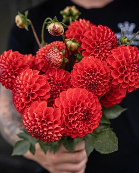 Red Dalia, Red Dahlia Flower, January Flowers, Maine Garden, Red Dahlias, Dahlias Wedding, October Flowers, Single Flowers, Red Dahlia