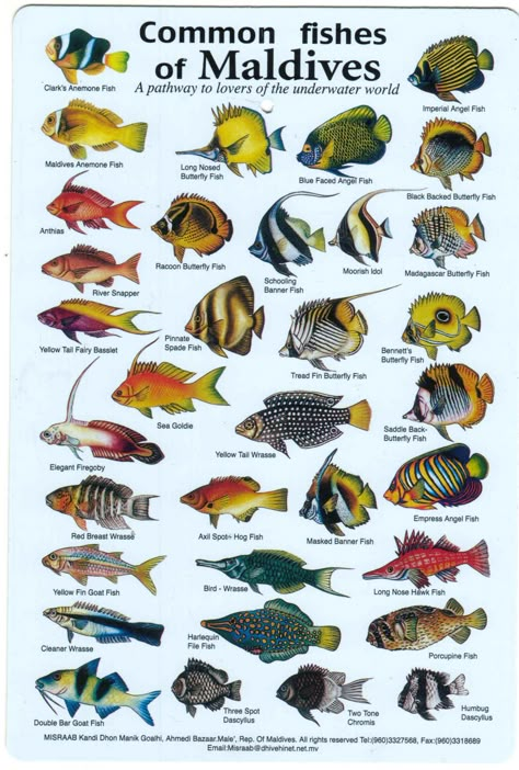 Fishes of the Maldives Identification Chart (water resistant laminated card) Fish Chart, Fish Images, Reef Fish, Salt Water Fish, Fishing Pictures, Fish Illustration, Beautiful Sea Creatures, Marine Fish, Types Of Fish