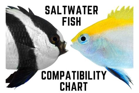 Fish Only Saltwater Aquarium, 20 Gallon Saltwater Aquarium, Cool Saltwater Fish, Fish Tank Saltwater, Small Saltwater Aquarium, Saltwater Tank Ideas, Salt Water Aquarium Ideas Design, Salt Water Fish Tank Ideas, Saltwater Aquarium Ideas