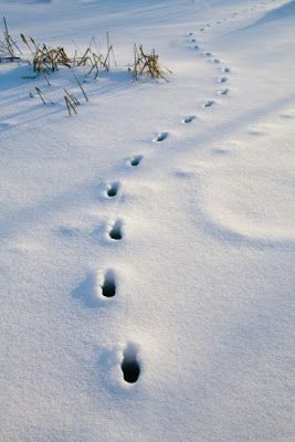 Sanctuaries, Dreams and Shadows: May Sarton, December Moon Animal Tracks In Snow, December Moon, Coyote Tracks, Deer Tracks, Mother Pictures, Deer Pictures, Animal Tracks, Garden Animals, Winter Magic