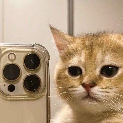 Cat Mirror Selfie, Mirror Selfie Pfp, Selfie Pfp, Insta Dp, Cat Selfie, Cat Pfp, Cute Profile Pictures, Cat Pics, Cute Cat