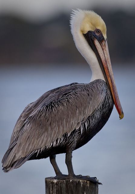 Brown Pelican, Marathon Florida Keys Pelican Tattoo, Pelican Photos, Pelican Art, Pelican Bird, Brown Pelican, Coastal Birds, Camera Shy, Shorebirds, Collage Art Mixed Media