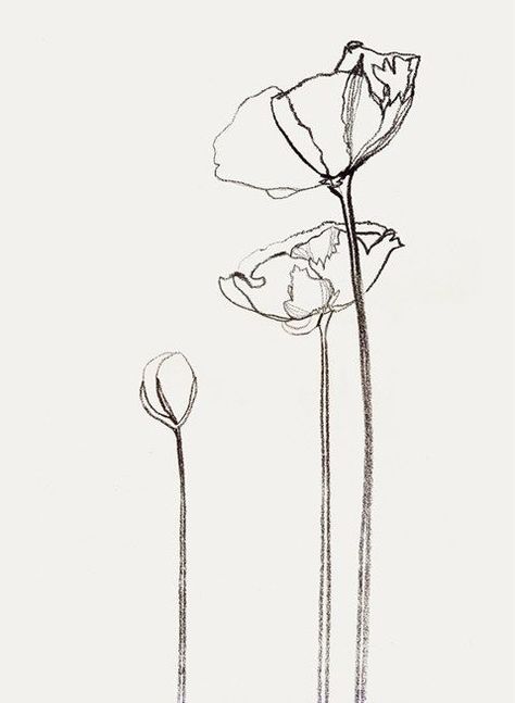 Icelandic Poppies, Poppies Tattoo, Plant Drawing, Simple Tattoos, Screen Shot, 그림 그리기, Flower Drawing, Art Drawing, Line Drawing