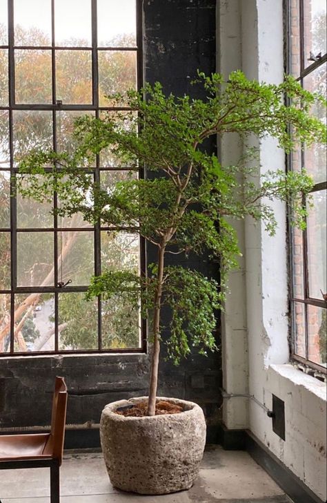 Japanese Indoor Tree, Black Olive Tree Indoor, Diy Tree Planter, Japandi Landscape, Japandi Garden, Indoor Olive Tree, Black Olive Tree, Japanese Plants, Tree Interior