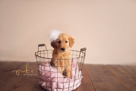 Black Puppy Photoshoot Ideas, Puppy Pictures For Selling, Diy Puppy Photoshoot Ideas, Puppy Newborn Photoshoot, Litter Of Puppies Photography, Puppy Picture Ideas To Sell, Puppy Picture Ideas Photography, Newborn Puppy Photoshoot Ideas, Litter Photoshoot