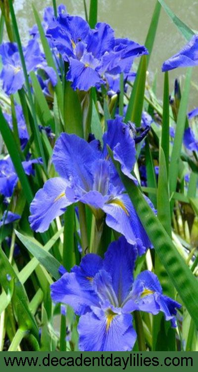 Iris Care, Iris Flowers Garden, African Iris, Louisiana Iris, Easy Perennials, Water Photos, Daylily Garden, Backyard Plants, Best Perennials