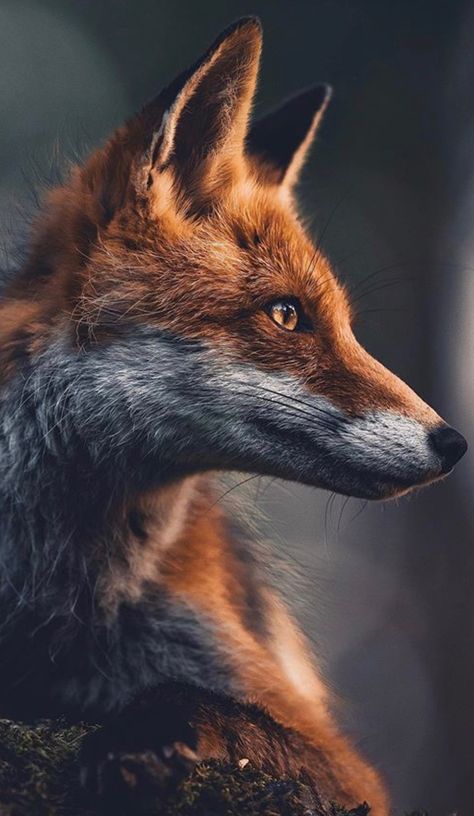 Animal Photography Wildlife, Photography Wildlife, Bear Paintings, Fox Pictures, Foxes Photography, Exotic Animals, Charcoal Art, Pet Fox, Cute Cute