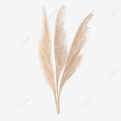 Pampas Grass Illustration, Clothing Boutique Ideas, Grass Watercolor, Grass Png, Plant Png, Wedding Borders, Wedding Plants, Grass Wreath, Grass Painting