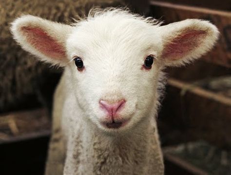 Sweet Little Smiling Lamb | Content in a Cottage Smiling Lamb, Lamb Face, Sheep Ranch, Animal Captions, Baby Lamb, Sheep And Lamb, Cute Sheep, Sweet Animals, Animals Friends