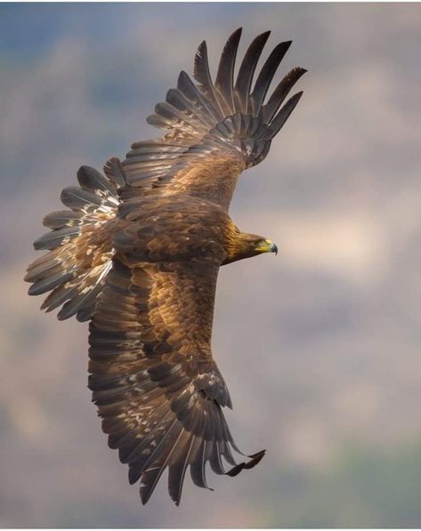 Golden Eagle Flying, Eagle Photo, Brown Eagle, Aigle Royal, Animal Photography Wildlife, Wild Animal Wallpaper, Eagle Images, Eagle Wallpaper, Eagle Pictures