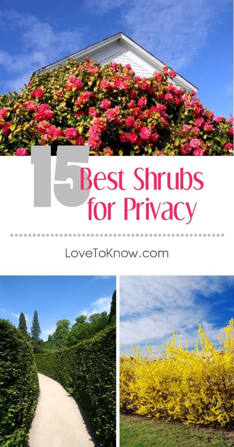 Privacy Shrubs, Yard Privacy, Fast Growing Shrubs, Shrubs For Privacy, Types Of Shrubs, Broadleaf Evergreen, Privacy Trees, Privacy Plants, Privacy Landscaping