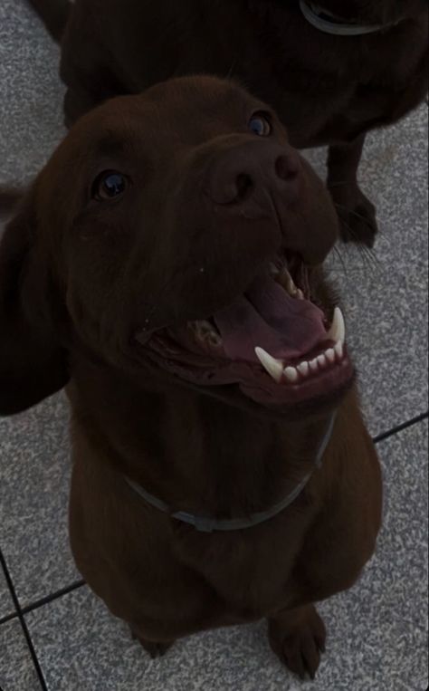 Brown Labrador Aesthetic, Labrador Aesthetic, Brown Animals, Brown Labrador, Pets Cute, Animals Dog, Animals Cute, American Pitbull Terrier, Photo Inspo