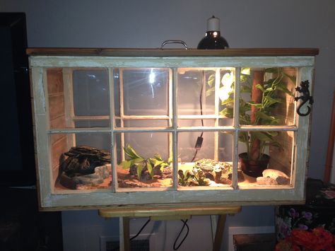 New lizard home with recycled windows and pallets. Lizard Cage, Lizard Habitat, Bearded Dragon Diy, Diy Reptile, Bearded Dragon Enclosure, Bearded Dragon Terrarium, Bearded Dragon Cage, Snake Enclosure, Bearded Dragon Habitat