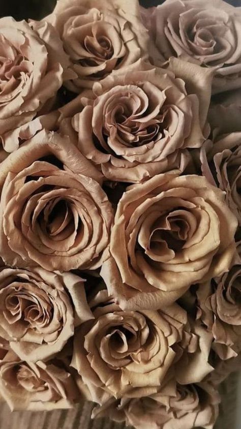 Beige Roses Aesthetic, Cream Flowers Aesthetic, Brown Roses Aesthetic, Brown Wedding Aesthetic, Brown Flowers Aesthetic, Brown Wedding Flowers, Chocolate Cosmos Flower, Bronze Aesthetic, Chocolate Brown Wedding