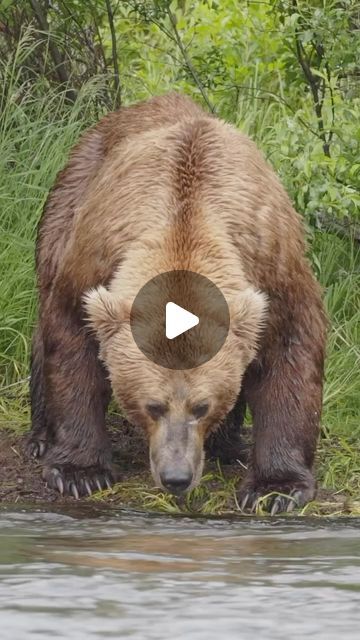 Zach Lucas 🦌 on Instagram: "💥VIDEO BY: @charlesglatzer" Catio Plans, Wild Animals Attack, Grandma Camp, Crazy Animals, Busy Boards, Animal Attack, Amazing Animal Pictures, Cuddly Teddy Bear, Awesome Nature