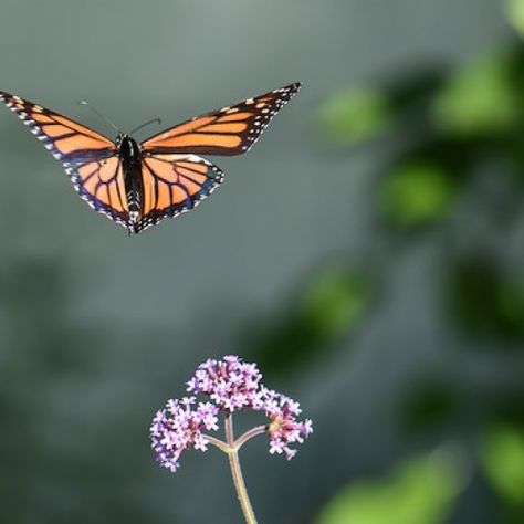 Monarch Butterfly in flight - Monarch Butterfly in flight Botanical Illustration Black And White, Butterfly In Flight, Butterflies In Flight, Storybook Illustration, Chanel 2023, Black Pig, Art Assignments, Mural Ideas, Butterflies Flying