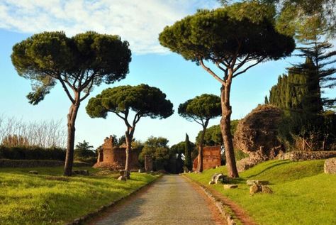 Italian Trees, Pin Parasol, Pinus Pinea, Rome Photography, Appian Way, Rome Attractions, Duomo Florence, Via Appia, Explore Italy