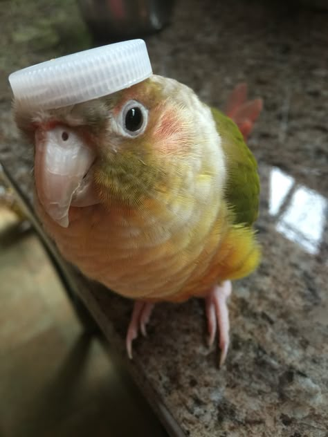 Pineapple conure Pineapple Conure Birds, Humpday Humor, Pineapple Conure, Conure Bird, Conure Parrots, Bird Mom, Funny Parrots, Funny Birds, Pet Bird