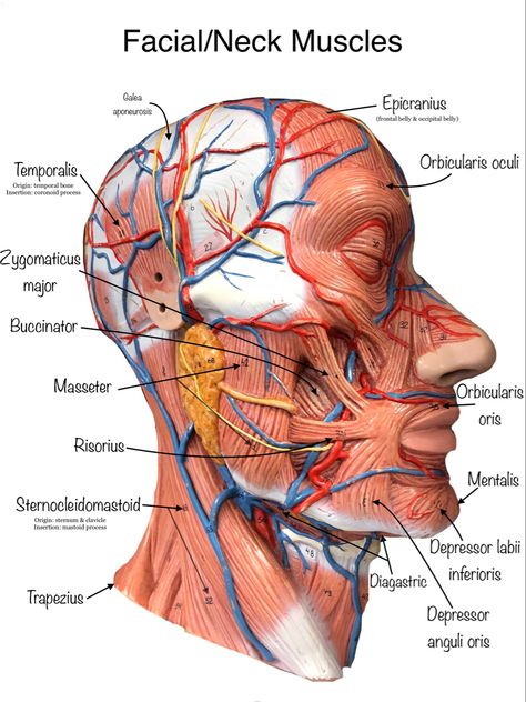 Anatomy Face Muscles Anatomy, Facial Muscles Anatomy, Anatomy Of The Face, Arteries Anatomy, Anatomy Education, Human Muscle Anatomy, Dental Hygiene Student, Skin Anatomy, Facial Expressions Drawing