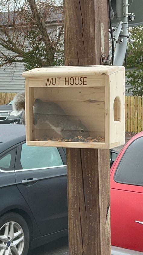 Sit back and have some backyard enjoyment, watching the squirrels come to your large customized feeder daily for food and treats. This feeder is handcrafted with 3/4 inch white pine. This feeder has two large side cut outs, one on each side with dimensions of 2.75"W X 3.375"H for squirrel access. This also has a larger plexiglass (12.375"W X 8.125"H) installed on the front for better viewing of the squirrels eating and retrieving their treats. This plexiglass is also removable if changing it is Squirrel Feeder Diy, Squirrel Home, Backyard Birds Sanctuary, Squirrel Feeders, Bird Houses Ideas Diy, Squirrel Feeder, Nut House, Bird House Plans, Bird Houses Diy