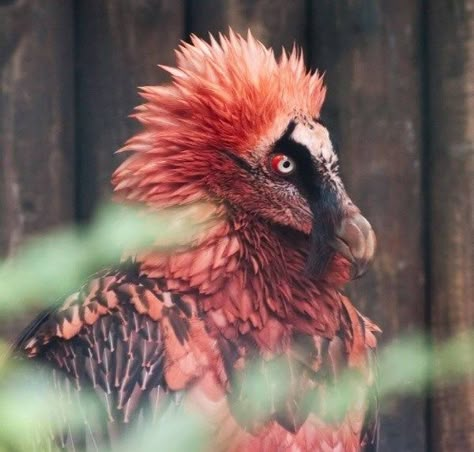 Bearded Vulture, Strange Animals, Big Birds, Red Beard, Amazing Birds, Bird Photos, Rare Animals, Cool Animals, Metal Birds