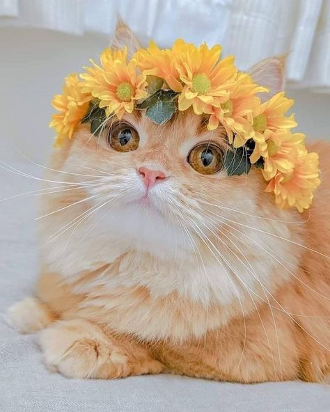 Cutest Cats Ever, Cut Cat, Cat Character, Cat Photography, Dog Flower, Cat Training, Beautiful Cat, Pretty Cats, Animal Photo