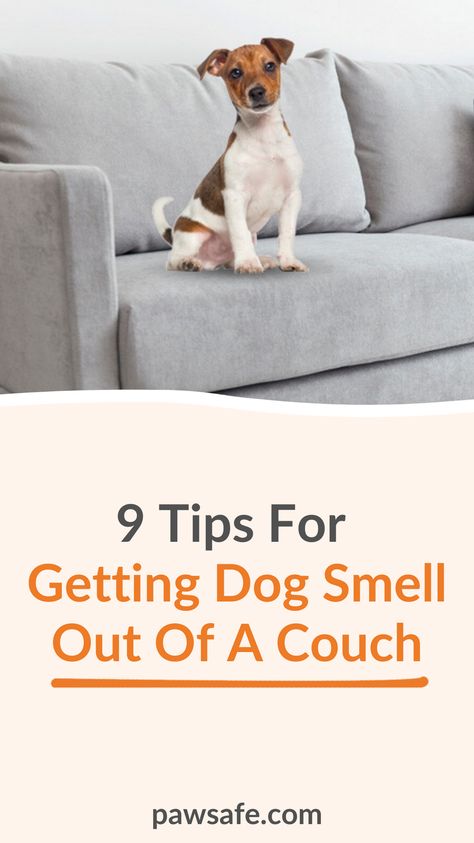 A doggy odor in your couch and furniture can be a pain when you have guests. So read on for nine tips to get that dog smell out of your couch and upholstery. #dogsmell #dogsmellinthecouch #doggrooming Couch Smells Like Dog, Get Dog Smell Out Of Couch, How To Get Dog Urine Smell Out Of Couch, How To Get Pet Smell Out Of Couch, How To Get Rid Of Dog Smell On Couch, How To Get Odor Out Of Couch, Dog Pee Smell Out Of Couch, How To Get Dog Pee Smell Out Of Couch, Pet Smell Out Of Couch