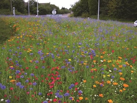 Learn how to create your own mini wild flower meadow without having to have acres of space in your garden. Yellow Rattle, Mini Meadow, Wild Flower Garden, Wild Gardens, Flower Meadows, British Wild Flowers, Garden Meadow, Sarah Raven, Wild Flower Meadow