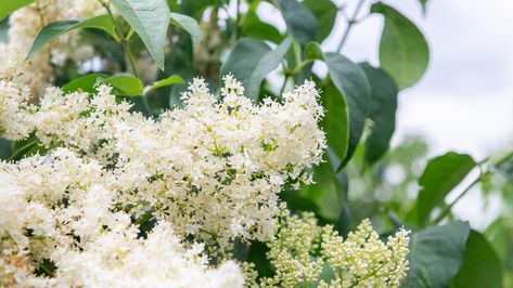 Japanese Lilac Tree, Lilac Shrub, Lilac Trees, Japanese Lilac, White Flowering Trees, Japanese Tree, Lilac Tree, Flowering Tree, Specimen Trees