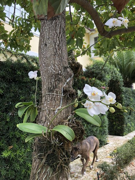 Yesterday I posted the orchids blooming on my palm trees. You can see the roots much better in this photo not to mention my garden assistant. Orchid Growing On Trees, Orchid On Tree Trunk, Orchid On Tree, Orchids On Trees, Mounting Orchids, Epiphytic Plants, Orchid Painting, Orchids Painting, Palm Trees Landscaping