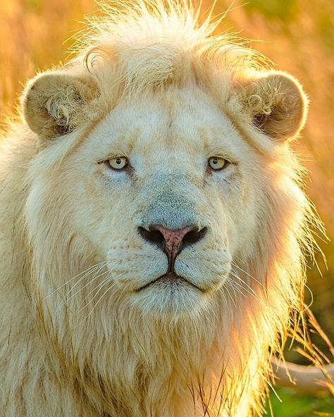 Photographer Immortalizes The King Of Animals In His 30 Incredible Photos Lion Photo, Lion Ears, Aesthetic Animals, Tattoo Lion, Lion Tattoos, Lions Photos, Lion Drawing, Beautiful Lion, Lion Wallpaper