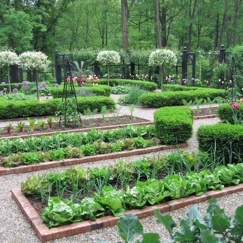 French Formal Garden, Garden Layout Vegetable, Small Vegetable Gardens, Vegetable Garden For Beginners, Potager Garden, Plants Growing, Veg Garden, The Secret Garden, Vegetable Garden Design